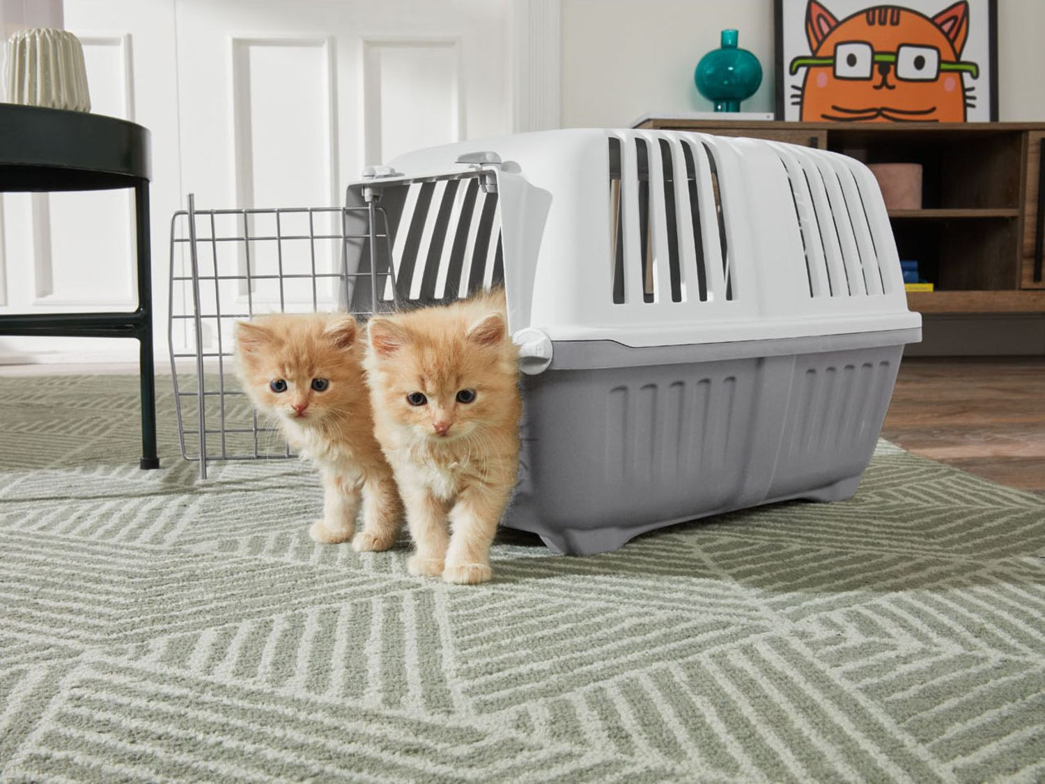 Zoofari Bac A Litiere Ou Cage De Transport Pour Chats