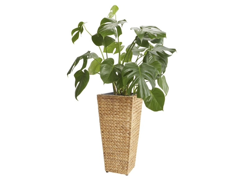 Ga naar volledige schermweergave: FLORABEST® Plantenbak - afbeelding 2