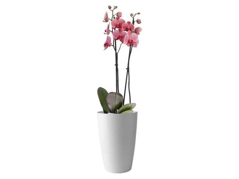 Aller en mode plein écran PARKSIDE® Pot de fleurs avec conception moderne - Photo 5