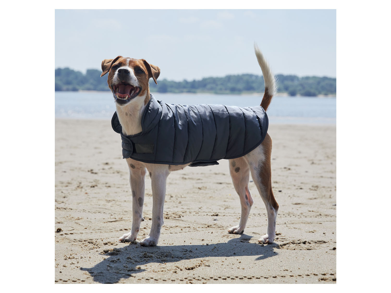 lidl manteau pour chien