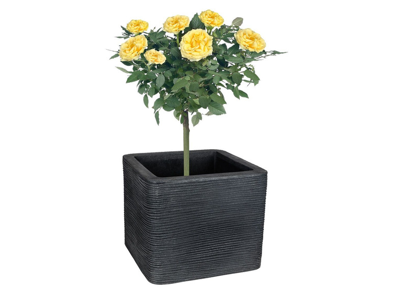 Aller en mode plein écran PARKSIDE® Pot de fleurs cubique - Photo 4