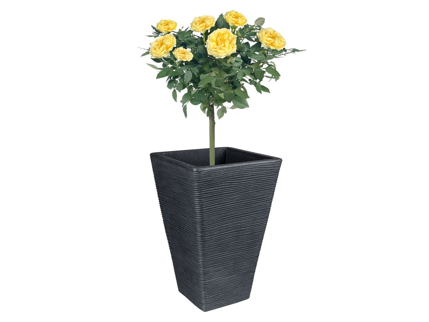 Interpreteren Illustreren Eigenwijs PARKSIDE® Hoge bloempot online kopen op Lidl.be