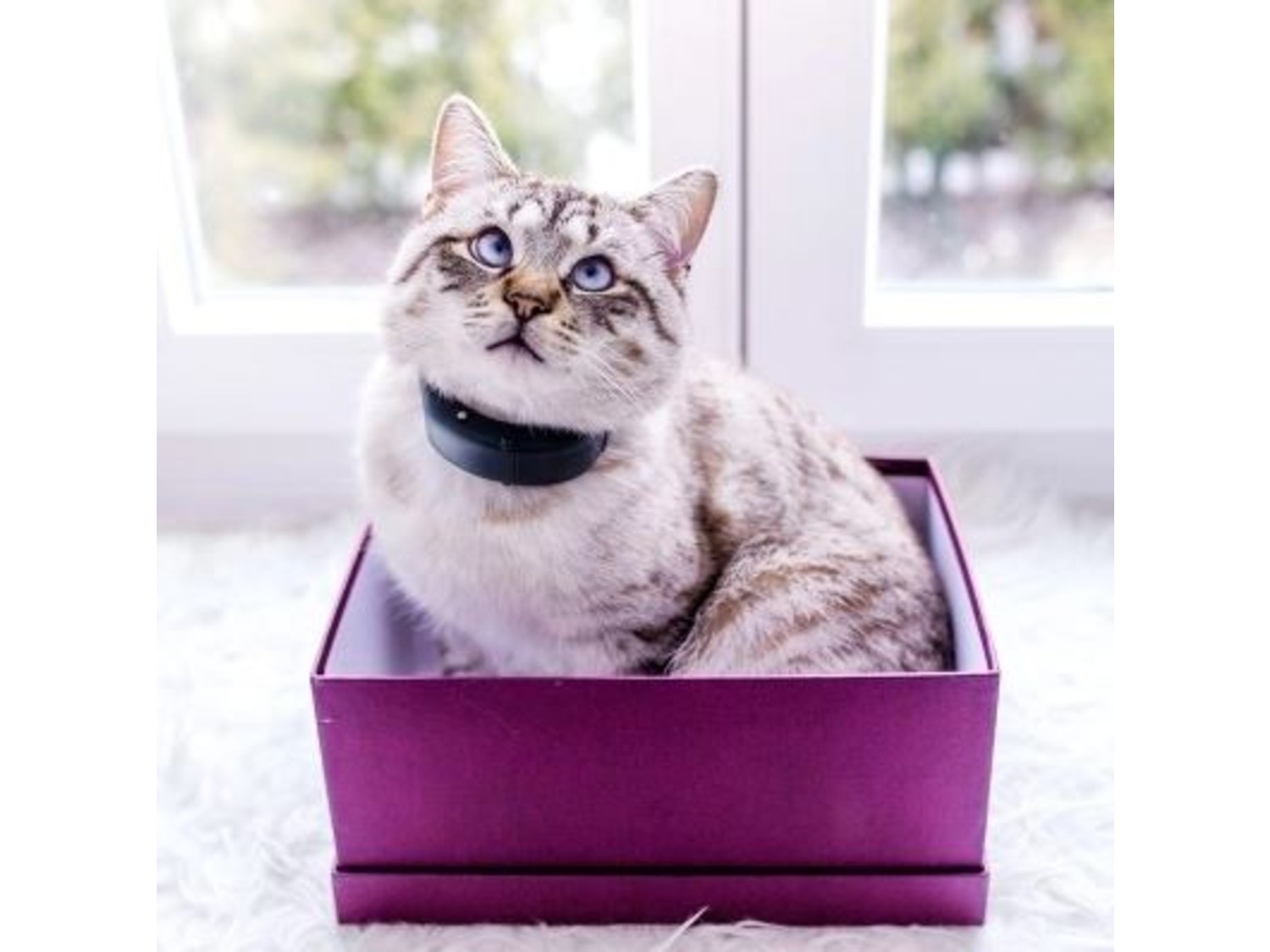 Tractive Gpstracker voor katten Lidl.be