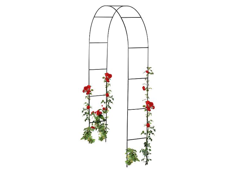 Arche Rosier Lidl
