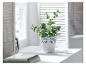 Een groene plant in een witte pot met decoratieve details.