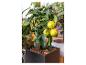 Plante d'agrumes en pot avec des feuilles vertes et trois fruits jaune-vert mûrissants.