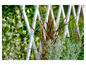 Een witte schutting met daarachter verschillende soorten planten, waaronder rood gras en zilverplanten.