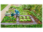 Homme entretenant un jardin avec laitues et fleurs.