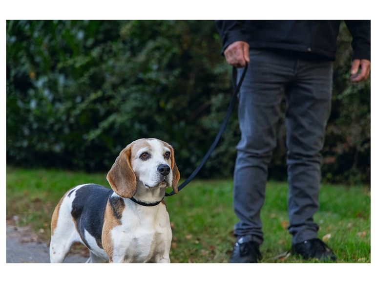 Un Beagle en laisse, photographié dans un parc.