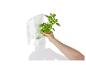 Een hand die verse basilicum in een witte plantenbak plaatst.