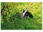 Une débroussailleuse coupe l'herbe près d'un buisson.