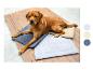 Un labrador allongé sur trois lits pour chien, deux gris et un beige.