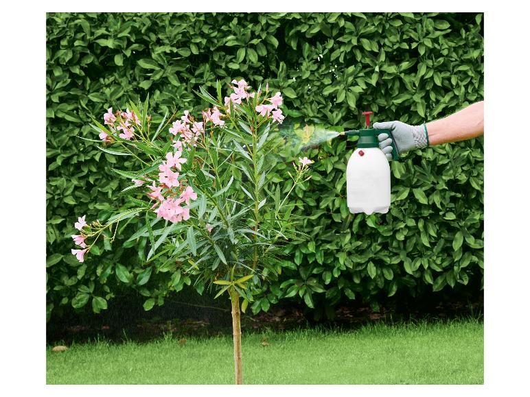 Main gantée pulvérisant un laurier-rose en fleurs avec un pulvérisateur de jardin.