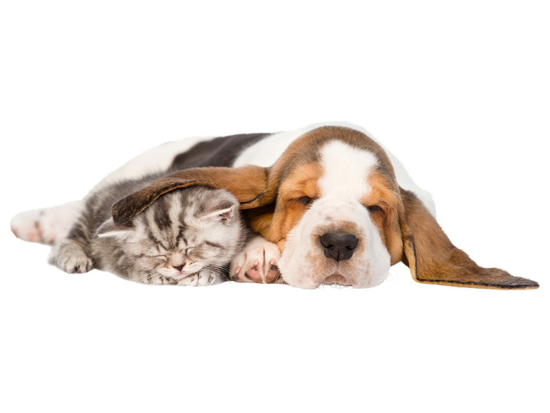 Een Basset Hound puppy en een kitten slapen samen.