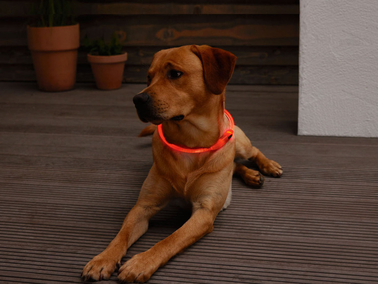 Ga naar volledige schermweergave: zoofari® Halsband met leds voor honden - afbeelding 9