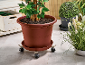 Grand pot de fleurs marron avec une plante verte sur une base à roulettes, à côté d'autres plantes en pot.