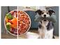 Hondenvoer: rauwe ingrediënten en gemalen mix, met een blije hond die een bot speeltje vasthoudt.