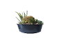 Composition de plantes grasses et cactus dans un pot noir.