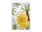 Illustration : un lion jaune, « Little King », entouré de plantes tropicales.