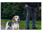 Un Beagle en laisse, photographié dans un parc.