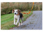 Un beagle court en laisse sur un chemin pavé.