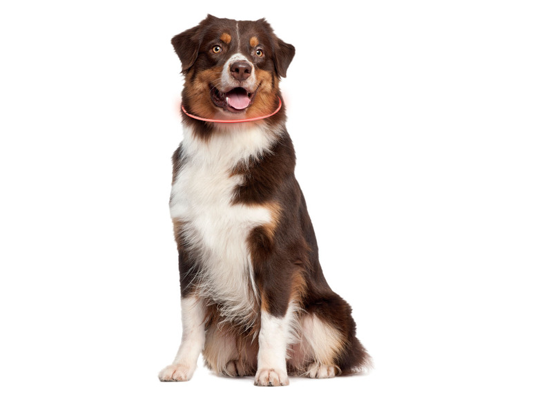 Ga naar volledige schermweergave: zoofari® Halsband met leds voor honden - afbeelding 8