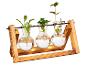 Propagateur de plantes avec trois vases en verre et un support en bois.