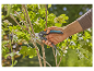 Sécatuer Gardena utilisée pour tailler un arbuste.