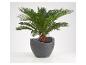 Plante verte en pot gris moderne.