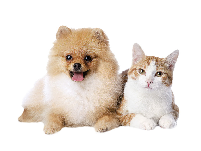 Ga naar volledige schermweergave: zoofari® Tipi of ligstoel voor huisdieren - afbeelding 7