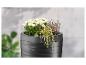 Jardinière gris foncé avec chrysanthèmes blancs, bruyère et herbe ornementale.