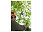 Homme avec casque et lunettes taillant des branches d'arbre avec un sécateur télescopique.
