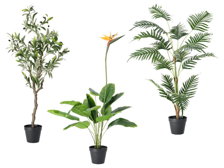 Drie kunstplanten: een olijfboom, een paradijsvogelplant en een palmboom.