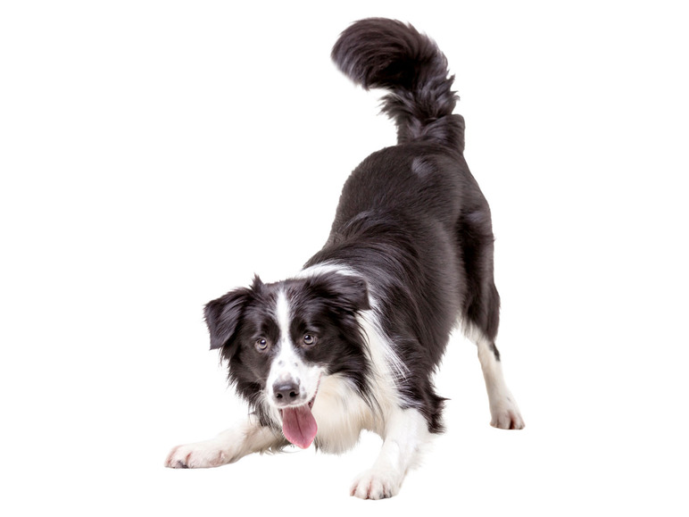 Ga naar volledige schermweergave: zoofari® Honden- of kattenspeelgoed - afbeelding 3