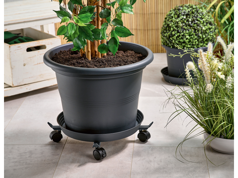 Grand pot de fleurs sur un support à roulettes, avec d'autres plantes en pot en arrière-plan.