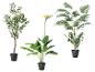 Drie kunstplanten: een olijfboom, een paradijsvogelplant en een palmboom.