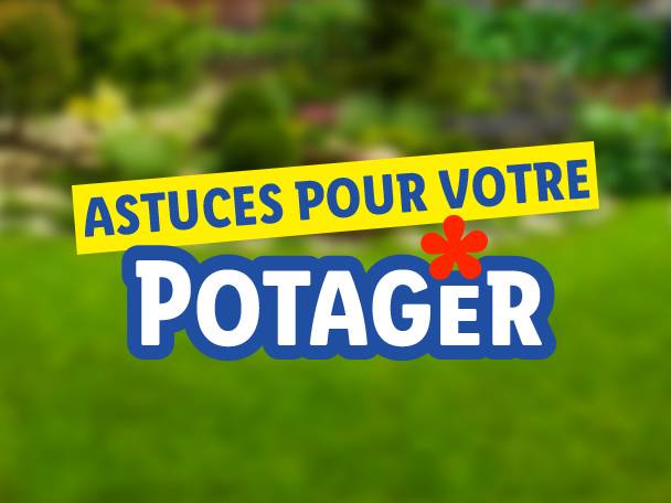 Potager