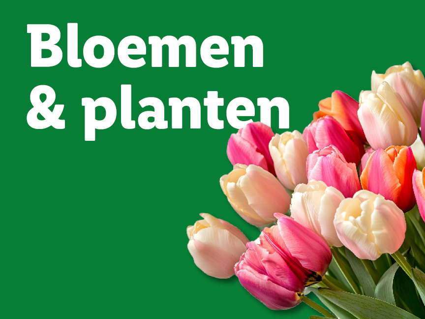Een boeket kleurrijke tulpen met de tekst 'Bloemen & planten'.