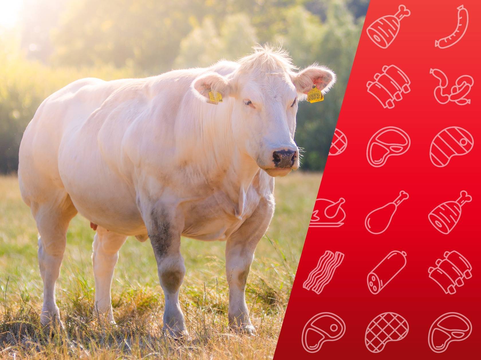 Vache blanche dans un champ avec une superposition rouge de produits carnés comme des steaks, des côtes et des saucisses.