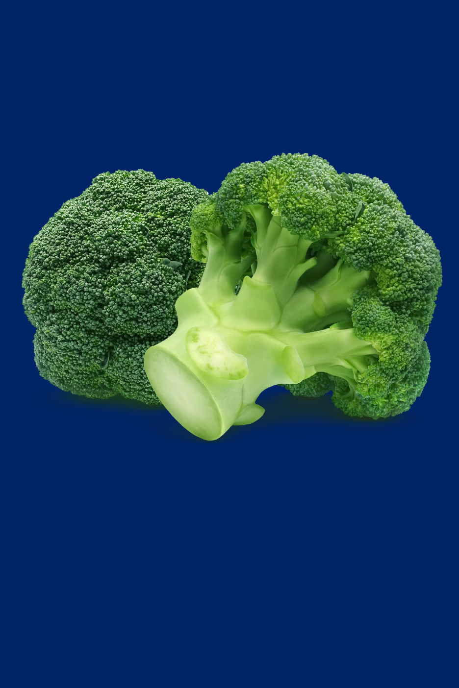 Twee verse broccoliroosjes op een blauwe achtergrond.
