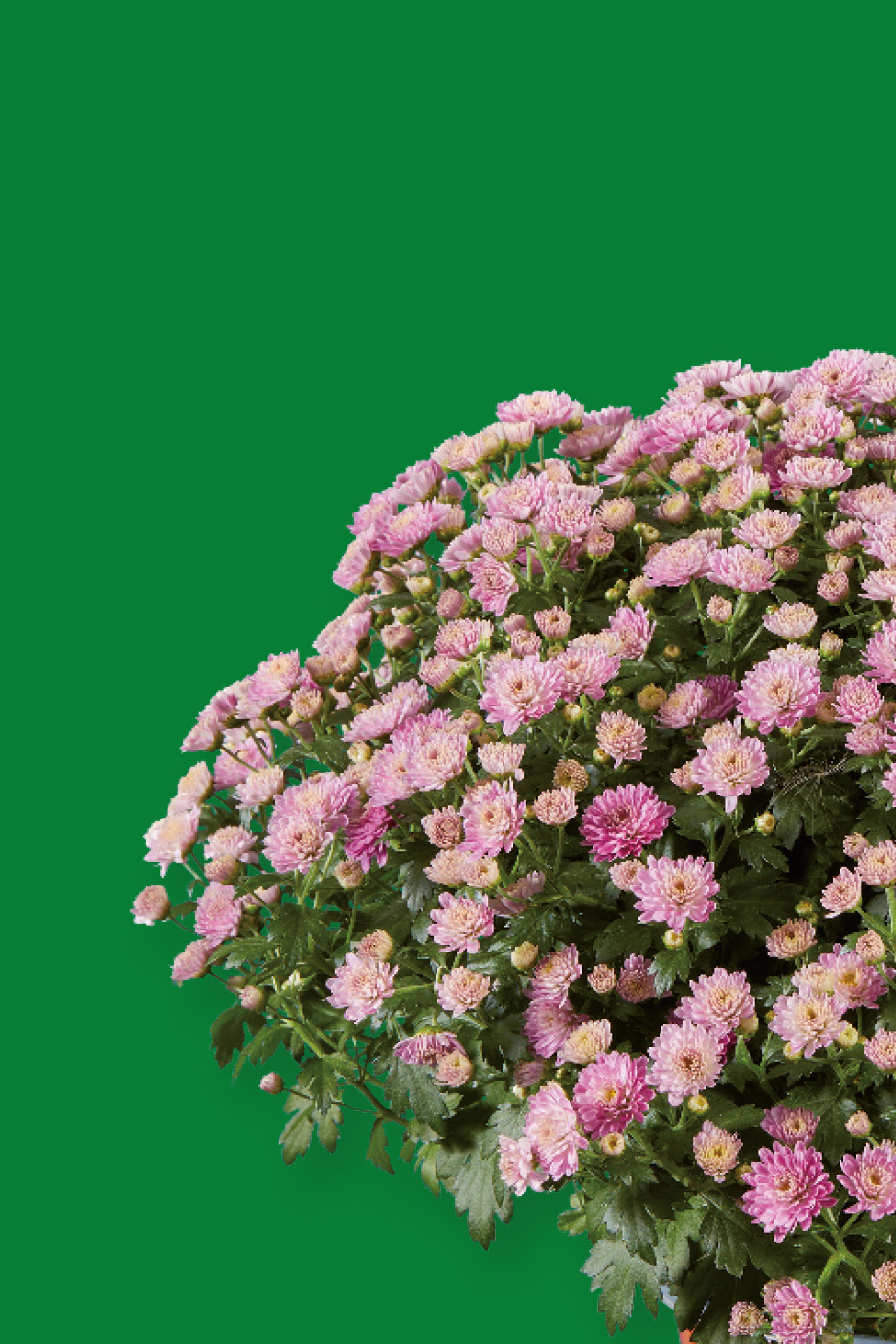 Een bloeiende struik met roze chrysanten tegen een groene achtergrond.