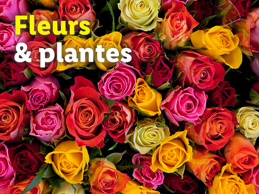 Bouquet de roses colorées.