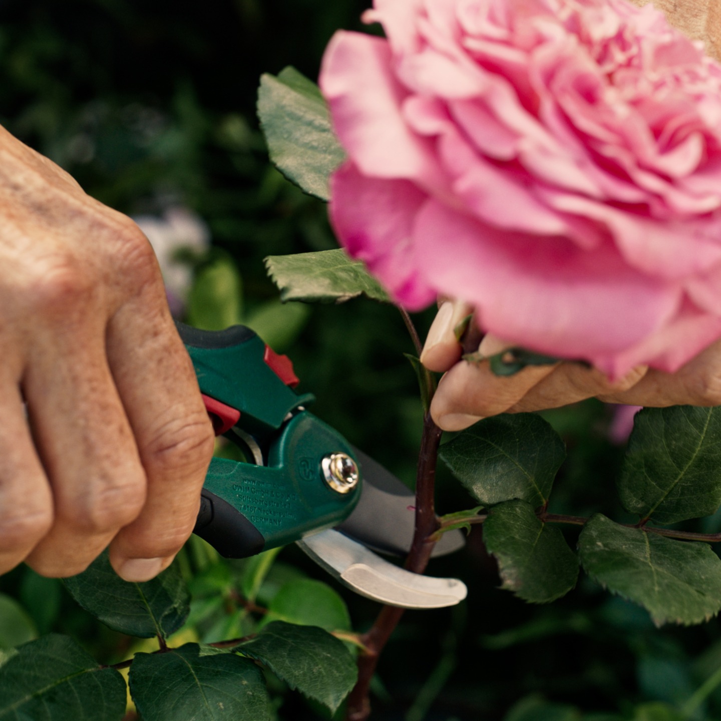 Hand snijdt een roze rozenstengel met een snoeischaar.