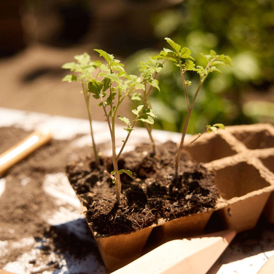 Jeunes semis en terre, prêts à être plantés