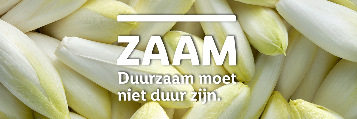 Zzaam: duurzame witloof.