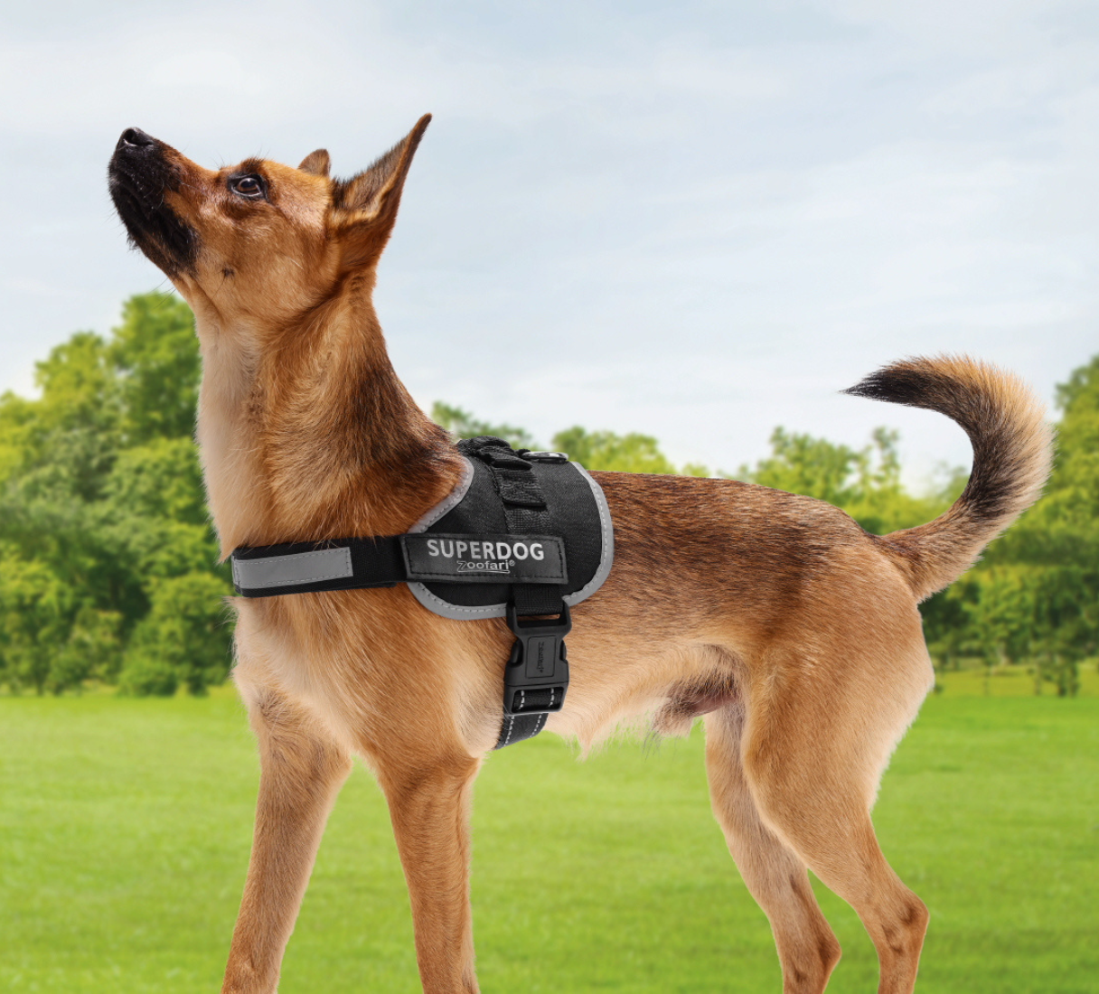 Tout pour les chiens