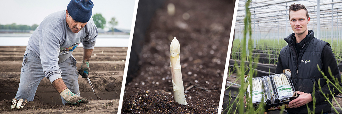 Witte asperges: teelt, oogst, verpakking.
