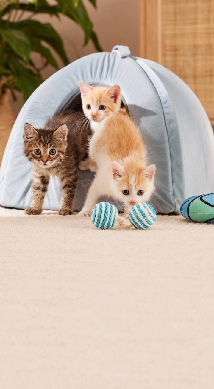 Tout pour les chats